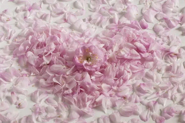 Pétalas rosa forradas em forma de coração, fundo branco . — Fotografia de Stock