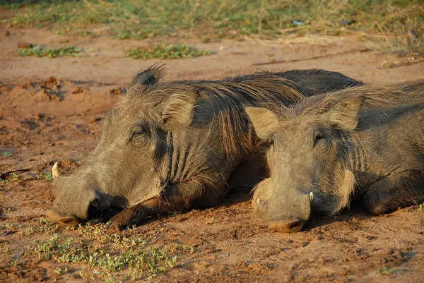 Dos warthogs en Murchison Falls NP en Uganda . — Foto de Stock