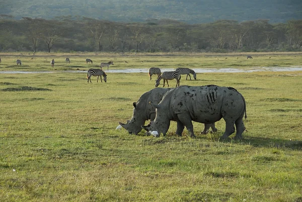 Wypas nosorożce w nakuru rezerwy krajowej, Kenia. — Zdjęcie stockowe