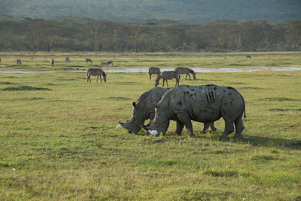 Grazing rhinos in Nakuru National reserve, Kenya.