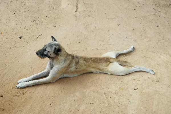 カンボジアの奇妙な位置で横たわっている犬. — ストック写真