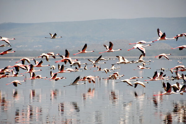 Flamingos are flying over Lake Nakuru, Kenya.