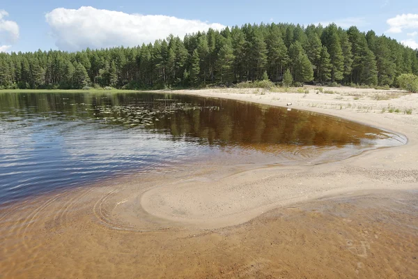 Kenozero Playa del lago con bosque de pinos en el fondo, Rusia . —  Fotos de Stock