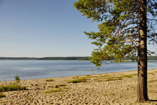 Plage du lac Kenozero avec pin, Russie . — Photo