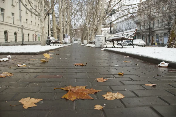 Zwiędły liść na ulicy w Sewastopolu, Krym. — Zdjęcie stockowe
