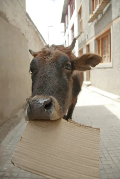 Lustige kuh kaut auf papier in leh, ladakh, indien. — Stockfoto