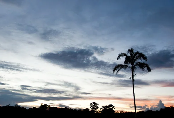 Silhueta de palmeira com céu noturno na Amazônia peruana . — Fotografia de Stock