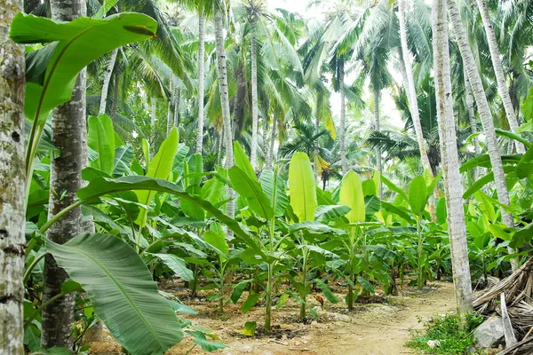 Små bananplantage i kerala, Indien. — Stockfoto