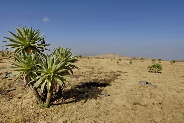 Kijk in de Ethiopische met giant lobelia op de voorgrond. — Stockfoto