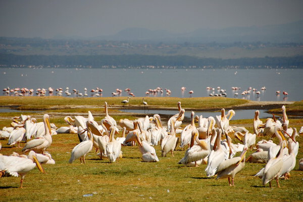 Pelicans at Lake Nakuru National Reserve, Kenya.