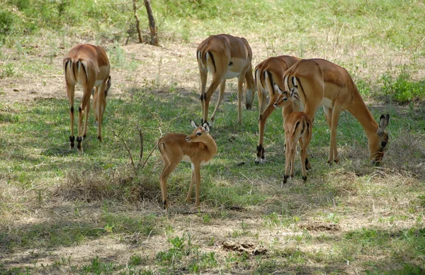 Stado Gazela Thomsona w nakuru krajowe rezerwy, Kenia. — Zdjęcie stockowe