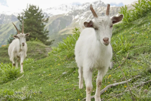 Curious goats, rural Georgia. — Stock Photo, Image