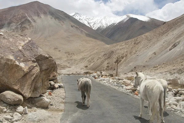 Paisaje por carretera en Ladakh (India) con caballos corriendo . —  Fotos de Stock