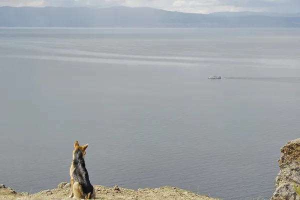 Stray dog looks down from rock, Lake Baikal.