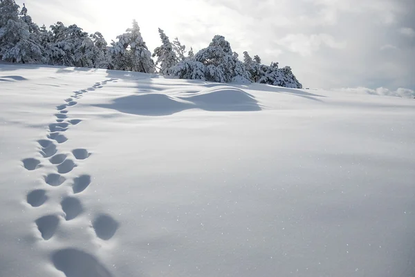 孤独的脚印在雪坡上、 克里米亚山脉、 乌克兰. 免版税图库照片