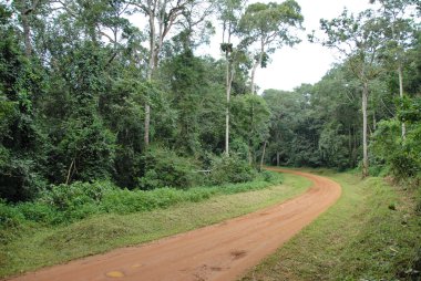 Kibale Ulusal Parkı, uganda.