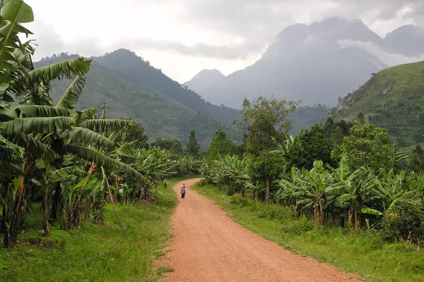 道路景观与乌干达鲁文佐里山. 免版税图库图片