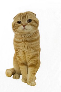 izole kırmızı İskoç fold kedi.