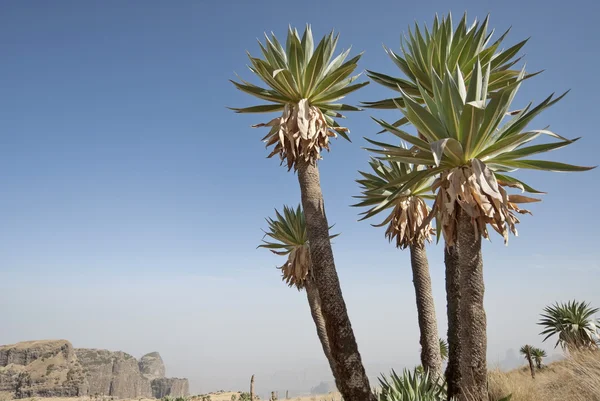 Giant Lobelia trees at The Simien N.P., Эфиопия . — стоковое фото