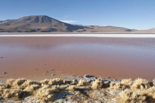 Laguna Colorada na eduardo avaroa n. p., Bolívie. — Stock fotografie