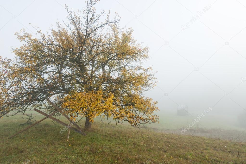 Old apple tree in autumn foggy morning in The Carpathians, Ukraine.