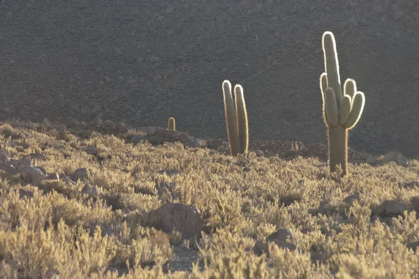 Cactus gigante en una luz del atardecer, Altiplano, Bolivia . —  Fotos de Stock