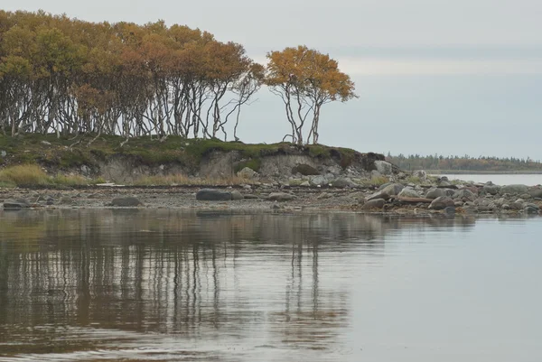 Cape "Dancing Birches" on Solovki Islands, Russia. — Stock Photo, Image