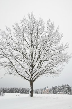 ağaçta buzlu Kış saati, Rusya Federasyonu.