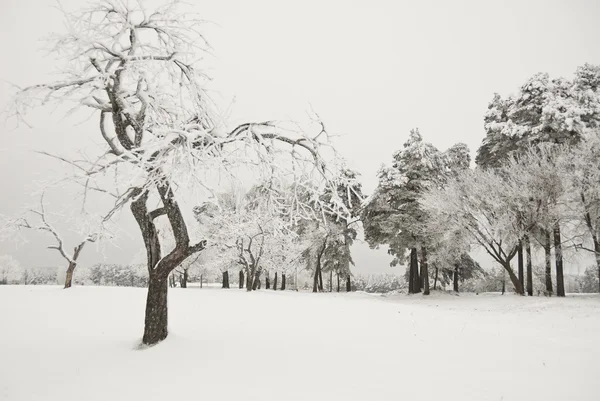 Snowy apple tree in a wintertime, Russia. — Stock Photo, Image