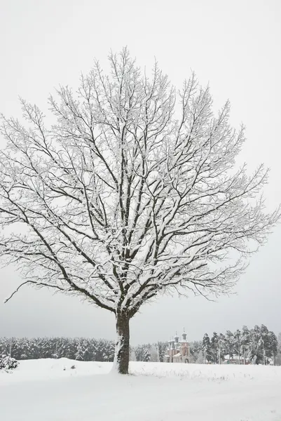Frosted tree in winter time, Russia. — Stock Photo, Image