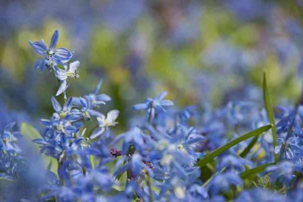 蓝色的蓝铃花的春天的花朵，俄罗斯. — 图库照片