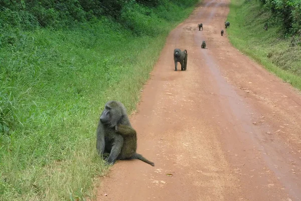 Babuínos em uma estrada em The Murchison Fall N. P., Uganda . — Fotografia de Stock