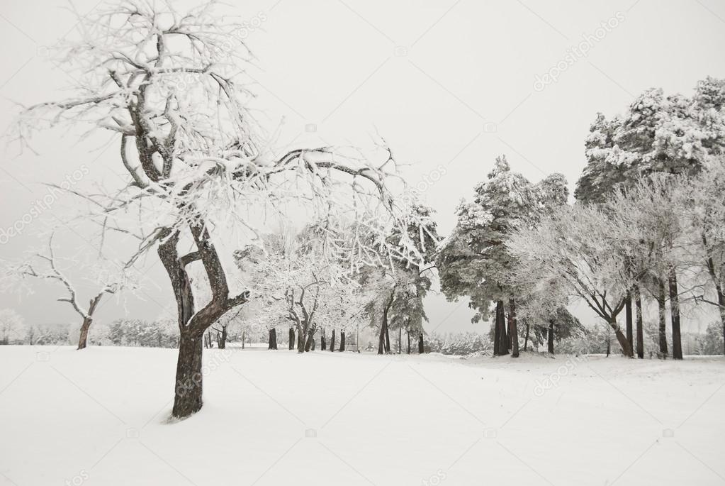 Snowy apple tree in a wintertime, Russia.