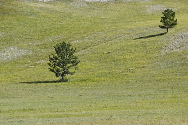 Trees on a green hill, Olkhon Island, Baikal, Russia. — Stock Photo, Image