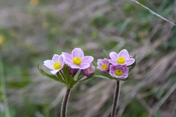 Anémonas rosadas salvajes, Georgia . —  Fotos de Stock