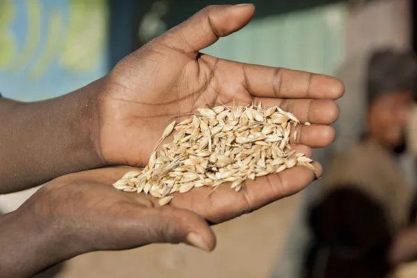 苔麸谷物是主要的粮食作物，在埃塞俄比亚. 图库图片
