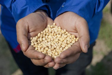 soya fasulyesi, Hindistan Handful.