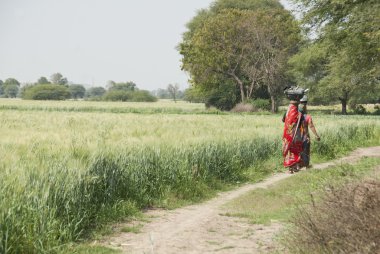 Hint kadınları Indore, Hindistan yakınlarındaki buğday tarlası üzerinden su taşır.