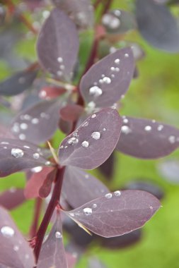 Kızamık bush sonbahar yaprakları üzerinde yağmur damlaları.