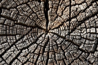 Eski bir Rus ahşap evin günlük doku.