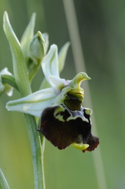 geç örümcek orkide