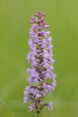 Çiçek vahşi orkide (Gymnadenia conopsea)