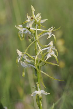 Vahşi orkide (Platantera bifolia)