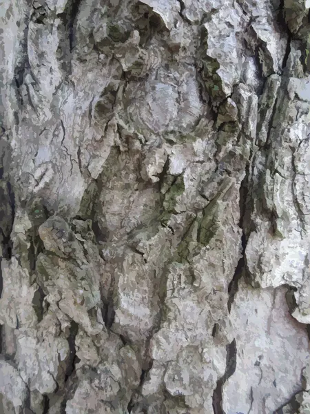 Poplar bark — Stock Vector