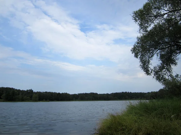 Aan Oever Van Het Meer Van Een Bos — Stockfoto