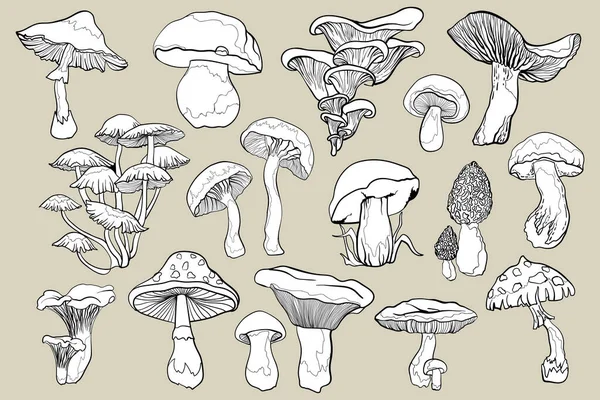 Delineamento Ilustrações Cogumelos Cogumelos Linha Preta Contorno — Vetor de Stock