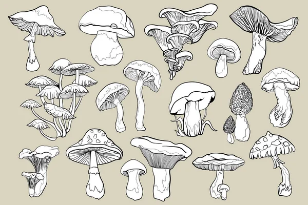 Décrivez Des Illustrations Champignons Champignons Ligne Noire Contour — Image vectorielle