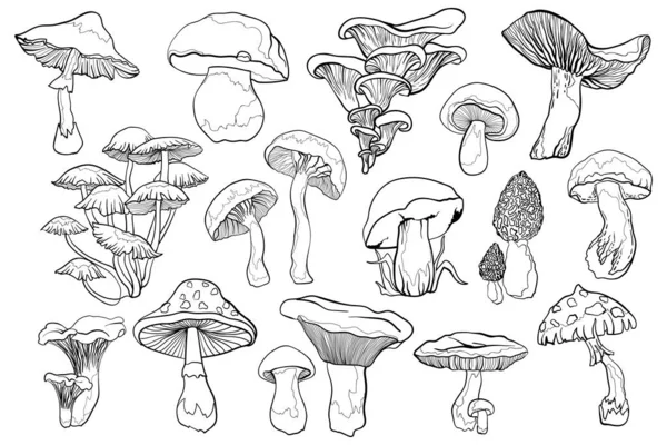 Outline Illustrations Mushrooms Contour Black Line Mushroom Black White Illustration — Stock vektor