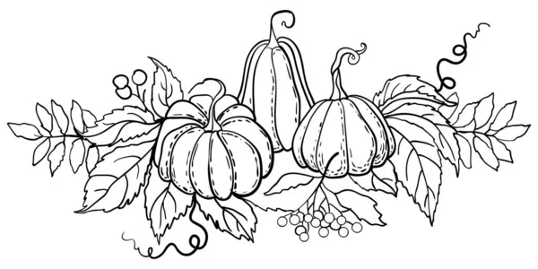 Desenho Contorno Abóboras Outono Com Folhas Bagas Desenho Ilustração Vetorial Gráficos De Vetores