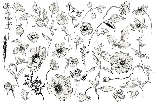 Коллекция Графических Растений Набор Трав Веток Цветов Других Ботанических Элементов — стоковый вектор